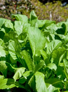 Bitter Greens with Walnuts