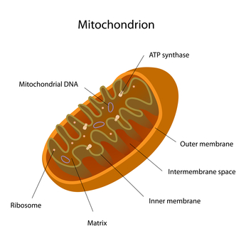 mitochondrion