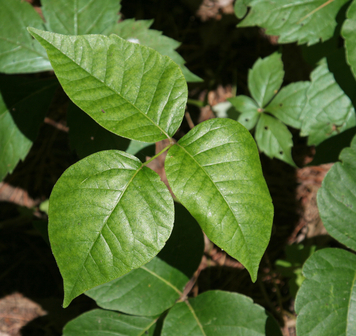 poison ivy